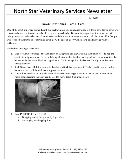 Newsletter July 2020: Down Cow Care